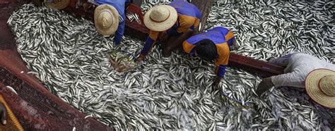 Odisha sets seafood export target at Rs 20,000 cr in 5 yrs