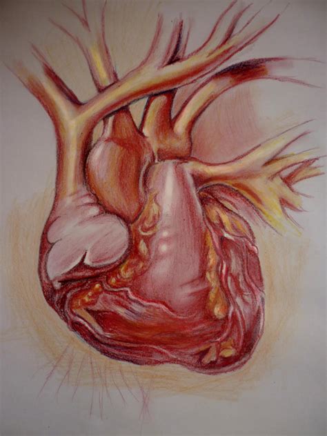 heart anatomy by andresarte on DeviantArt