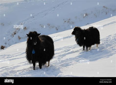 Wildlife in the Faroe Islands Stock Photo - Alamy