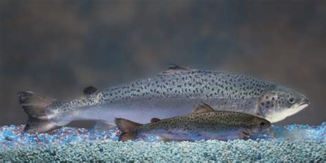 AquAdvantage salmon gets green light - Aquaculture North ...