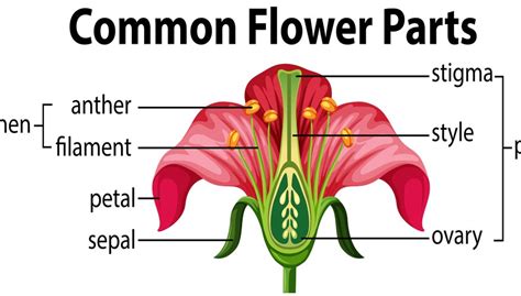 Diagram of the Parts of a Flower | Sciencing