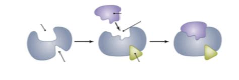 Diagram of Allosteric Activation Diagram | Quizlet