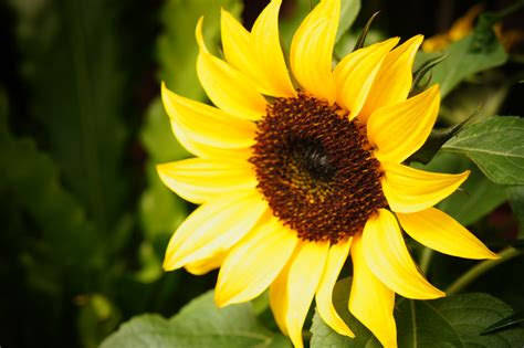 Sunflower Free Stock Photo - Public Domain Pictures
