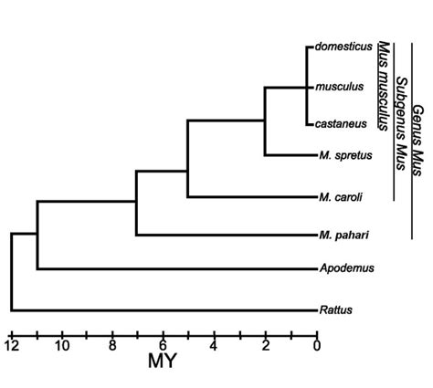 A canonical phylogeny of murid rodents (adapted from [20]). | Download ...