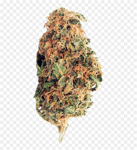 Hey Bud - Cannabis Bud Hd Transparent, HD Png Download - 446x851(#764067) - PngFind