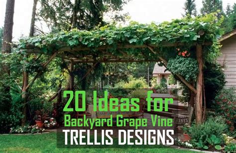 20 Ideas for Backyard Grape Vine Trellis Designs that Will Last