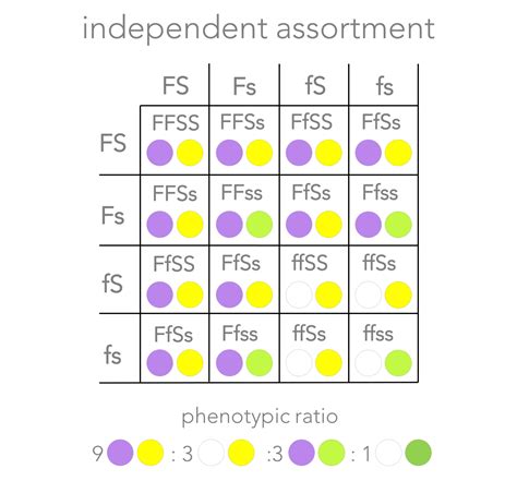 Mendel and the gene: e-chapter — The Biology Primer