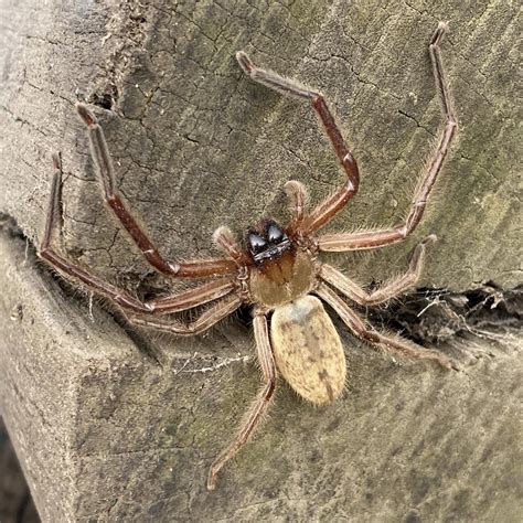 The Terrifying Glory of New Zealand's Avondale Spider