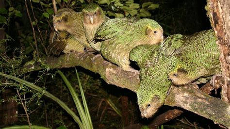 Big breeding season ahead for kākāpō: February 2015 stories