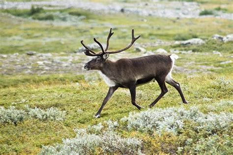 Day in the life of a reindeer herder | Canadian Geographic