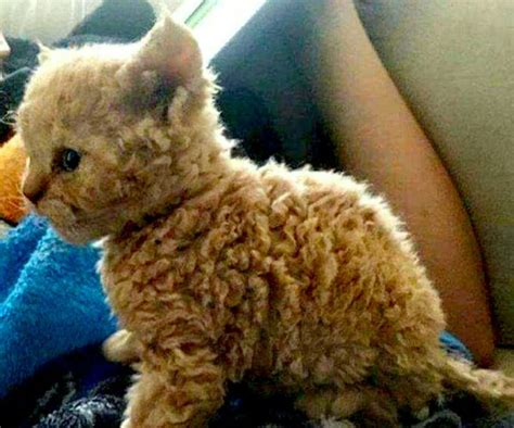 Curly haired cat | Curly cat, Curly haired cat, Cat breeds