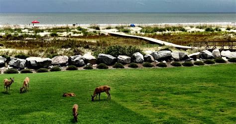 Explore Nature – Fripp Island Stay