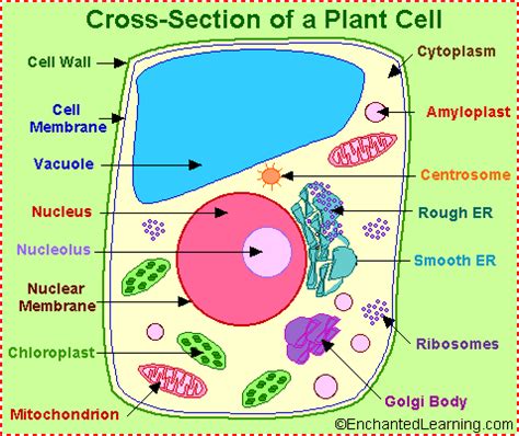 Plant Cell Anatomy - Enchanted Learning