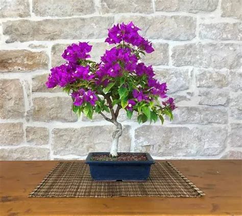 Bougainvillea Bonsai Tree: Everything You Need To Know | Bougainvillea bonsai, Bonsai tree ...