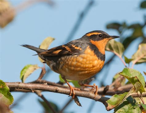 Leucistic Varied Thrush | Bird life list, Birds, Kamloops british columbia