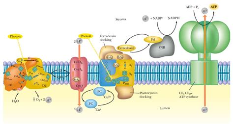 Photosynthesis and ATP Production