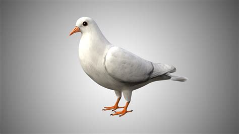 Dove Bird 3D Model Rigged and Low Poly Game ready - Team 3d Yard