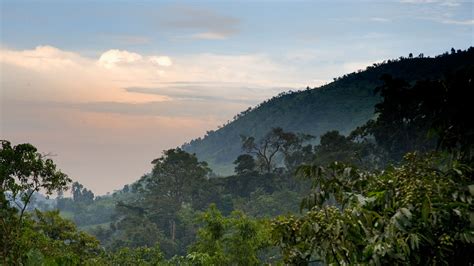 Discover Bwindi Impenetrable National Park | andBeyond