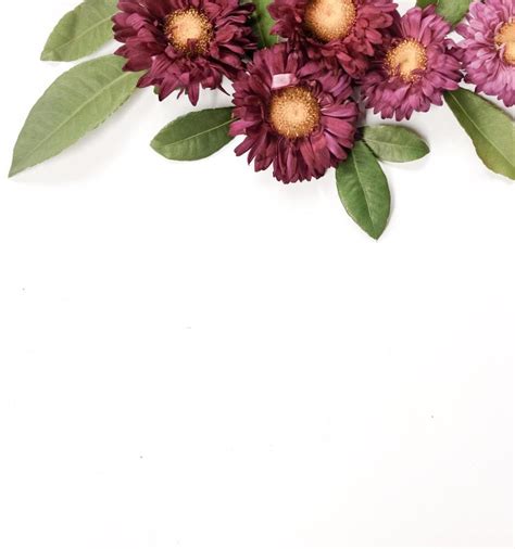 Burgundy flowers on a white background 1758883 Stock Photo at Vecteezy