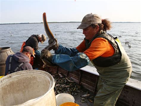 Efforts being made to help endangered eels survive in Lake Ontario | The Kingston Whig Standard