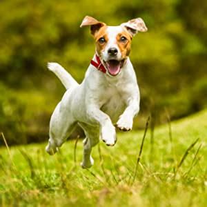 Jack Russell Training Vol 3 – Taking care of your Jack Russell: Nutrition, common diseases and ...