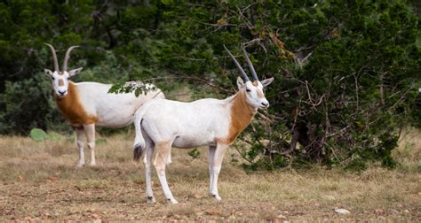 The Sahara desert welcomes back once extinct antelope species