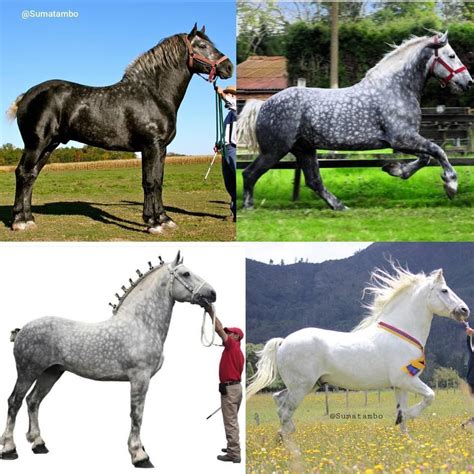 Grey Percheron horses are born black and slowly turn white. This is the ...