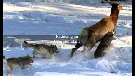 Yellowstone Wolf Reintroduction - YouTube