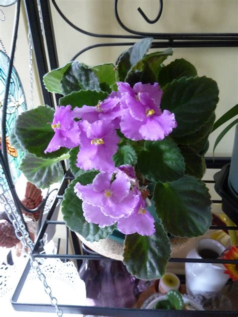 Marlene's Space: Do African Violets Have a Blooming Season?!