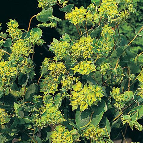 Bupleurum rotundifolium 'Green Gold' seeds | Thompson & Morgan