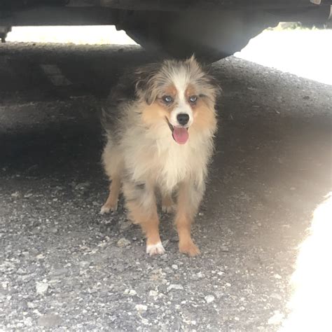 Australian Shepherd Puppies For Sale | Asheville, NC #300294