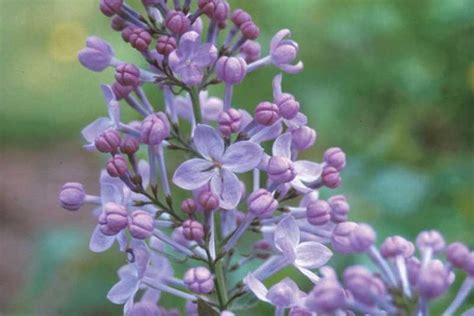 purple flowers are blooming in the garden