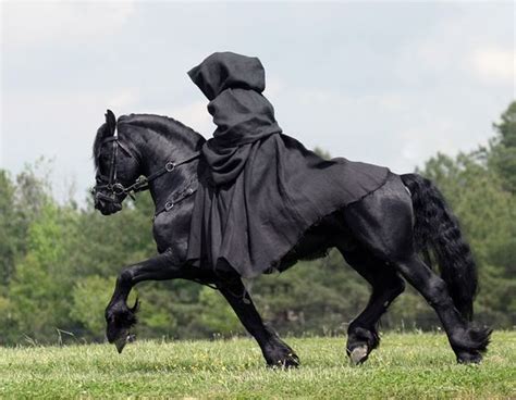 Friesian Horse - gallop to discover