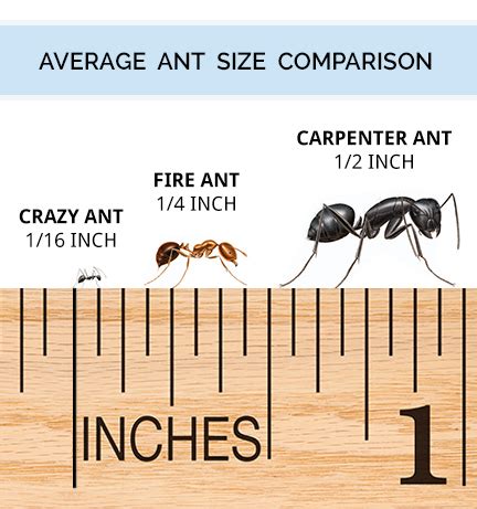 Argentine Ants Vs Fire Ants