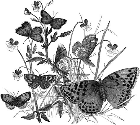 10 Black and White Butterfly Clipart! | Butterfly clip art, Butterfly ...