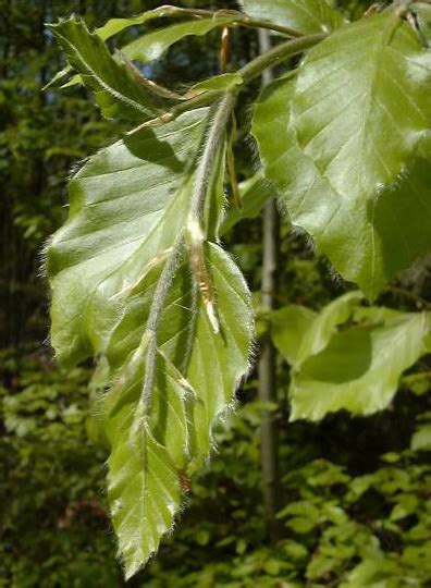 Le hêtre commun (Fagus silvatica)