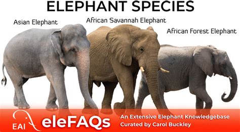 Elephant Facts - Elephant Aid International