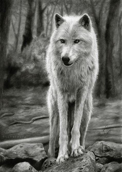 Thubakabra's DeviantArt Gallery | Pencil drawings of animals, Realistic ...