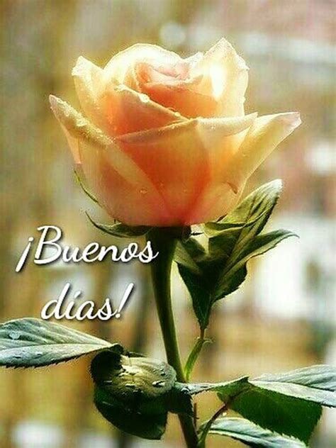 Good Morning Flowers Spanish - good morning motivational quotes