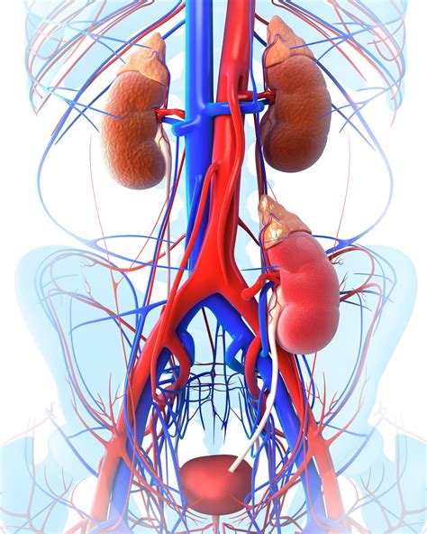 Acute Graft Dysfunction in KTRs Tied to Poor Outcomes - Renal and ...