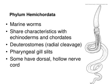 PPT - Phylum Hemichordata PowerPoint Presentation - ID:5400653