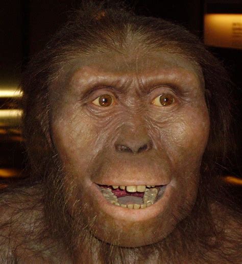 Australopithecus anamensis: ricostruito il volto dell'antenato di Lucy - Quotidianpost