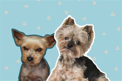 3 Best Yorkie Haircuts For Active Pups | The Dog Tale