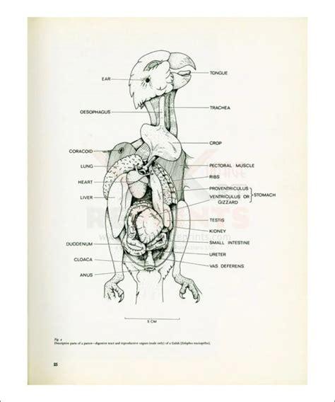 Anatomy: Body parts of a Parrot no. 25 - Walmart.com