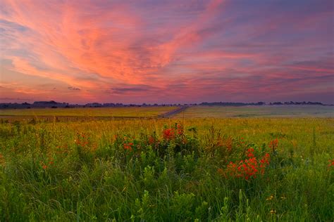 Royal Catchfly : Golden Prairie, Missouri : William Dark Photography