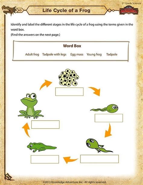 Life Cycles Of Animals Worksheets - Worksheets Master