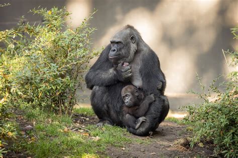 Mother, Children, Baby animals, Love, Apes Wallpapers HD / Desktop and Mobile Backgrounds