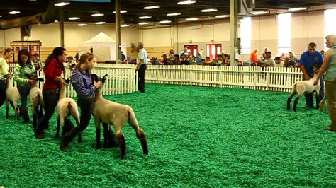 Livestock at the Kentucky State Fair - YouTube