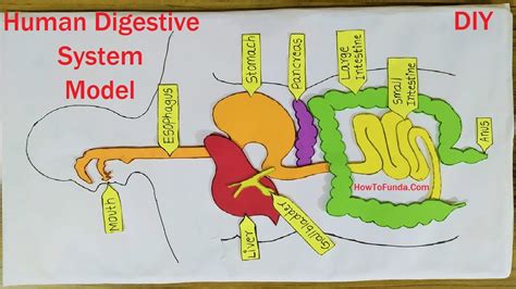 Digestive System Project Model - flairmoms