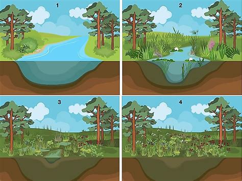 Ecological Succession Clipart Flower | The Best Porn Website